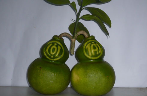 Bưởi[-]hồ[-]lô[-]có[-]giá[-]700.000[-]đồng/trái,[-]có[-]nổi[-]chữ[-]Tài,[-]Lộc.[-]Ảnh:[-]Thi[-]Hà
